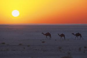 Oman - Vereinigte Arabische Emirate - Unterwegs im Land des Weihrauchs