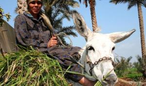 Die Oasen Ägyptens komfortabel Die Oasen Ägyptens komfortabel