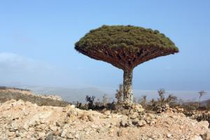 Jemen - Sokotra - Insel am Ende der Zeit Jemen - Sokotra - Insel am Ende der Zeit